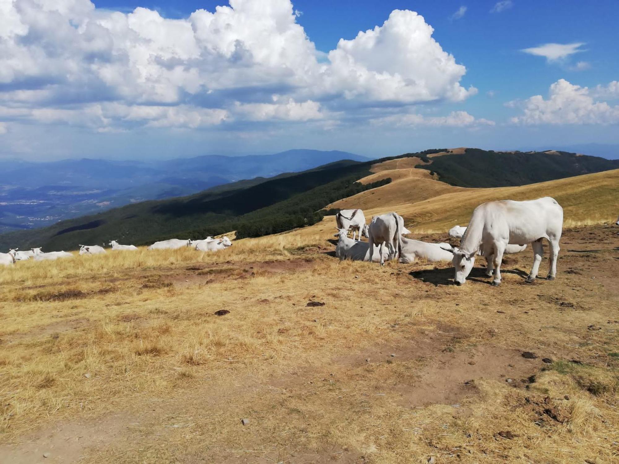 Willa Il Rifugio Di Vale Cetica Zewnętrze zdjęcie